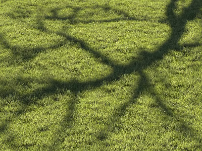 Lush Green Grass Field With Tree Branch Shadows Under Sunlight 3d model