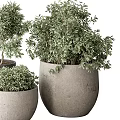 Potted Bonsai Plants of Various Sizes with Green Foliage in Gray Ceramic Pots