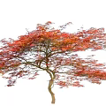 Single Deciduous Tree With Red Orange Autumn Leaves And Brown Trunk On White Background