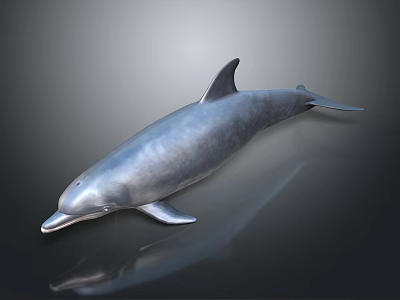 Detailed Silver Dolphin With Shiny Smooth Skin On Dark Reflective Surface 3d model