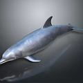 Detailed Silver Dolphin With Shiny Smooth Skin On Dark Reflective Surface