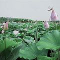 Modern Lotus Pond 3d model