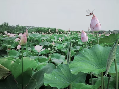 Scenic Lotus Pond with Lush Green Lily Pads Pink Flowers and Dragonfly Perched on Bloom 3d model