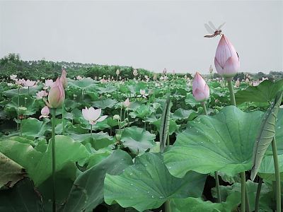 Modern Lotus Pond 3d model