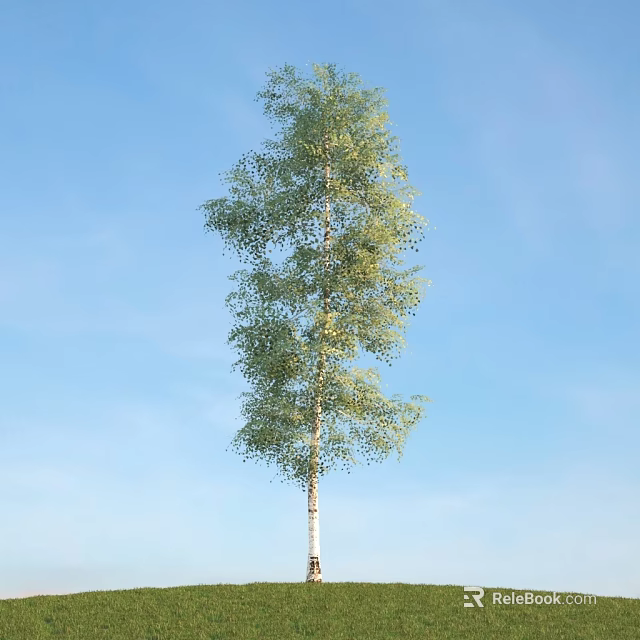 Tall Birch Tree with White Trunk and Green Leaves Against Blue Sky Background 3d model 