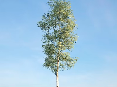 Tall Birch Tree with White Trunk and Green Leaves Against Blue Sky Background 3d model