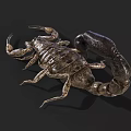 Detailed Realistic Scorpion On Black Background With Curled Tail And Sharp Pincers