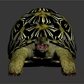 Vibrant Star Patterned Tortoise With Yellow Black Shell And Tongue Out On Gray Background