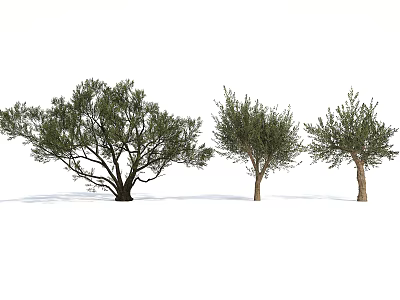 Three Olive Trees With Different Sizes Green Foliage And Natural Trunks 3d model