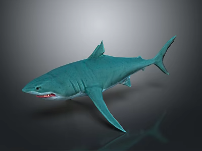 Turquoise Shark 3D Model With Open Mouth And Exposed Teeth On Gray Background With Reflection 3d model