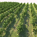 Natural Vineyard Landscape With Neatly Arranged Rows Of Green Grape Vines