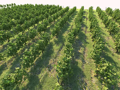 Natural Vineyard Landscape With Neatly Arranged Rows Of Green Grape Vines 3d model