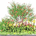 Vibrant Shrub With Red And Yellow Flowers Green Leaves And Grassy Base