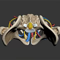 Anatomical Pelvis 3D Model With Detailed Vascular Structure And Colored Blood Vessels