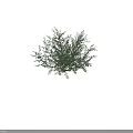 Lush Green Shrub With Dense Foliage And Natural Growth Pattern 3d model