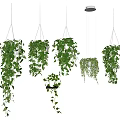 Green Hanging Plants With Trailing Leaves In Hanging Planters On Minimalist Gray Wall