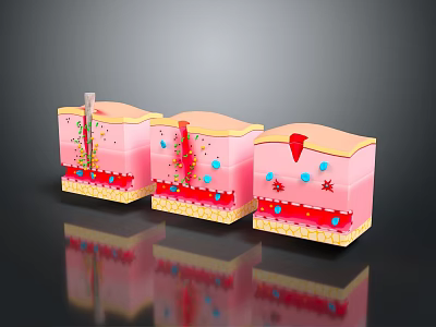 Skin Structure Three Layers Featuring Different Components Blue Drops Red And Yellow Particles 3d model