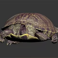 Modern Turtle Cartoon Turtle Snapping Turtle 3d model