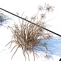 Realistic Dry Grass And Wild Onion 3D Model For Landscaping Projects 3d model