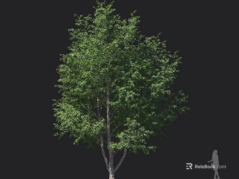 Lush Green Arbor Tree with Dense Foliage and Human Silhouette for Size Reference 3d model 
