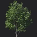 Lush Green Arbor Tree with Dense Foliage and Human Silhouette for Size Reference 3d model