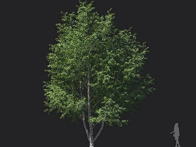 Lush Green Arbor Tree with Dense Foliage and Human Silhouette for Size Reference 3d model