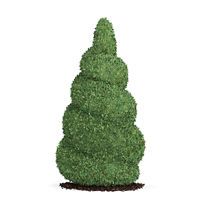 Round cypress garden plants 3d model