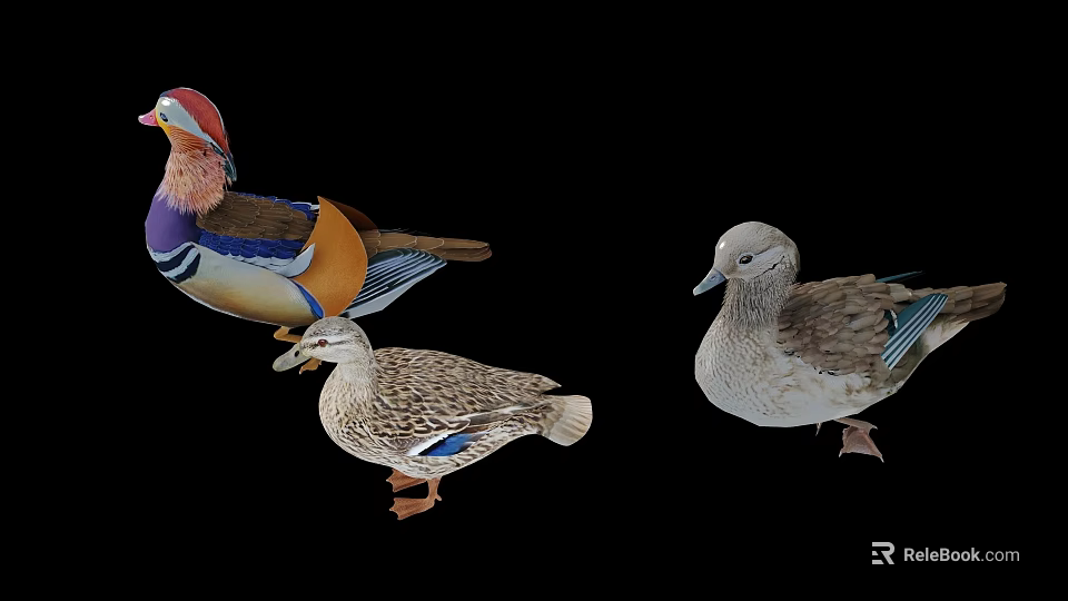 Three Different Ducks With Vibrant And Brown Feathers On Black Background 3d model 