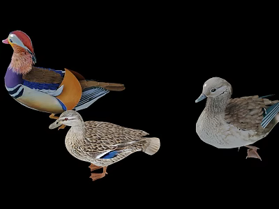 Three Different Ducks With Vibrant And Brown Feathers On Black Background 3d model