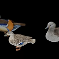Three Different Ducks With Vibrant And Brown Feathers On Black Background