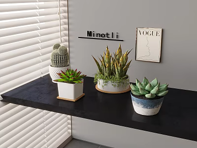 Succulent Plants Display On Black Shelf With Decorative Pots And Window Blinds 3d model