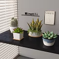 Succulent Plants Display On Black Shelf With Decorative Pots And Window Blinds