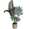 Potted Green Plant with Large Leaves Planted in Wicker Basket Decoration