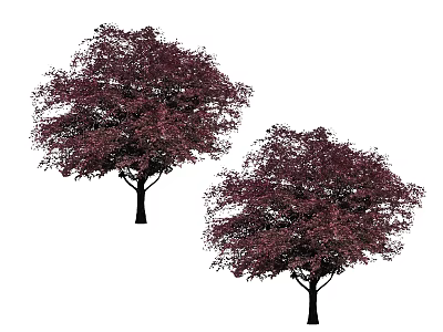 Two Arbor Trees With Dark Purple Foliage And Lush Canopy In Garden 3d model