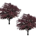 Two Arbor Trees With Dark Purple Foliage And Lush Canopy In Garden