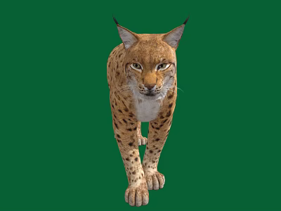 Majestic Lynx with Tufted Ears and Spotted Fur Walking on Green Background 3d model