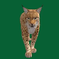Majestic Lynx with Tufted Ears and Spotted Fur Walking on Green Background