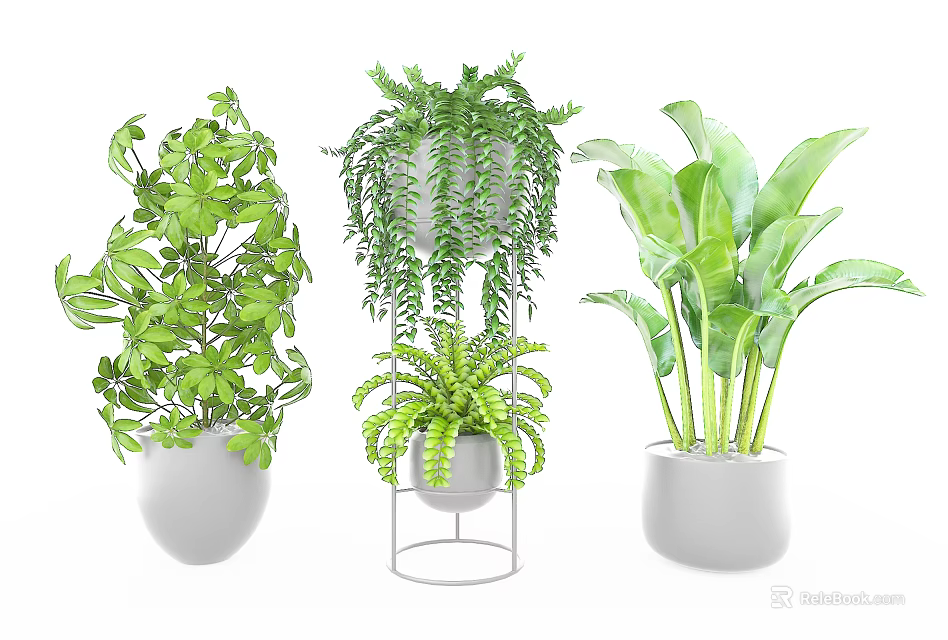 Indoor Green Potted Plants With White Pots And Different Leaf Varieties For Home Decor 3d model 
