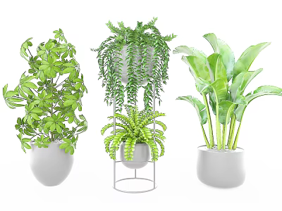 Indoor Green Potted Plants With White Pots And Different Leaf Varieties For Home Decor 3d model