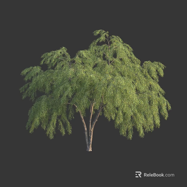Tall Green Tree with Drooping Branches and Lush Foliage Isolated on Dark Background 3d model 