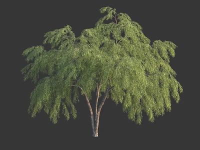 Tall Green Tree with Drooping Branches and Lush Foliage Isolated on Dark Background 3d model