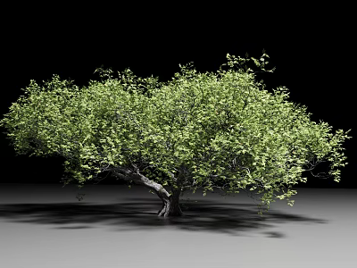 Lush Green Arbor With Dense Foliage And Sturdy Trunk On Gray Ground 3d model