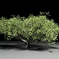 Lush Green Arbor With Dense Foliage And Sturdy Trunk On Gray Ground