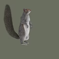 Gray Squirrel Running With Long Tail Gray Fur White Belly Background 3d model