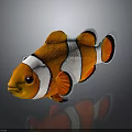 Vibrant Tropical Orange Clownfish With White Stripes And Black Edged Fins