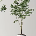 Indoor Bonsai Plants With Slender Trunks And Lush Green Leaves In White Cylindrical Pots