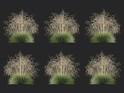 Ornamental Grass With Green Base And Slender Light Colored Stems In Six Clusters 3d model