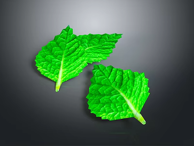 Fresh Green Mint Leaves Ideal For Culinary Recipes And Food Garnishing 3d model