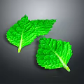Fresh Green Mint Leaves Ideal For Culinary Recipes And Food Garnishing