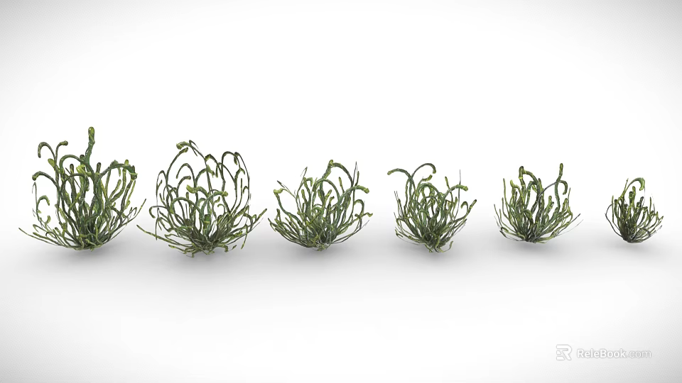 Green Curly Leaf Plants Arranged in Row on White Background for Indoor Decor 3d model 